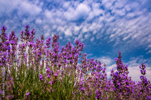 Beautiful lavender fields on a sunny day. Moldova.