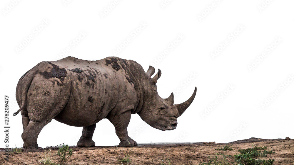 Fototapeta premium Southern white rhinoceros in Kruger National park, South Africa