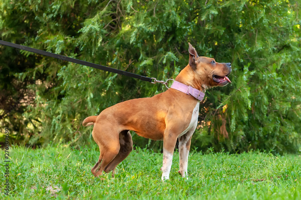 View on an american staffordshire terrier while pulling a rope