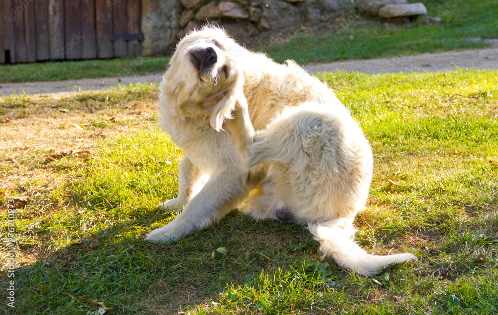 Ταπετσαρία Golden retriever dog scratching