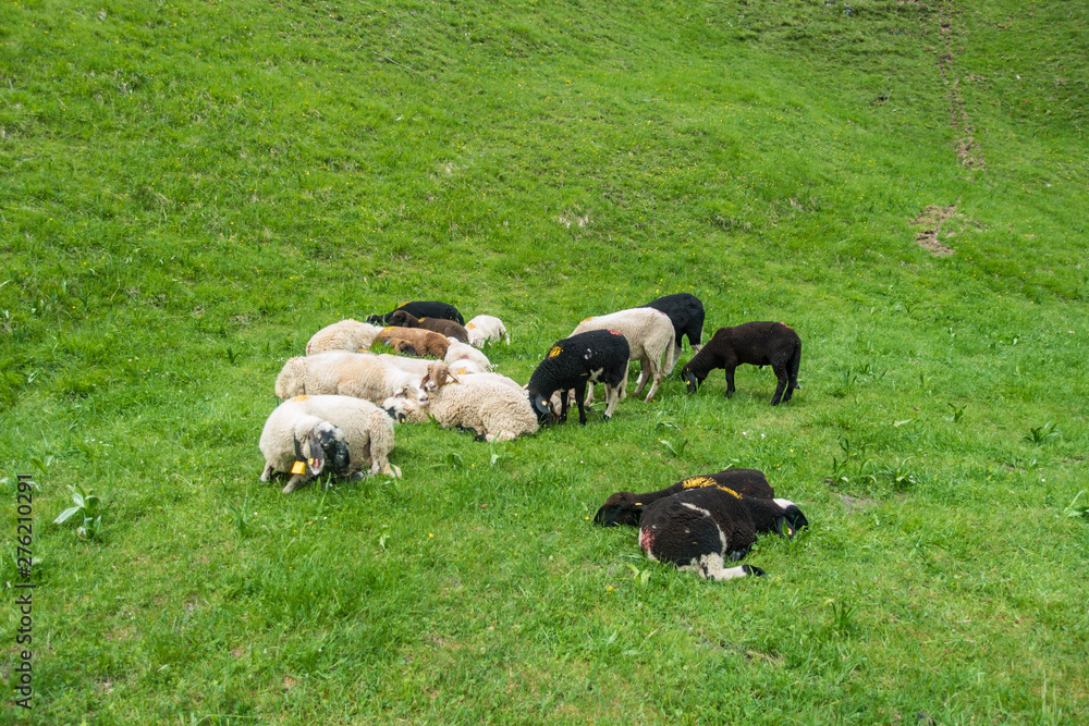 Fototapeta premium Schafherde im Gras