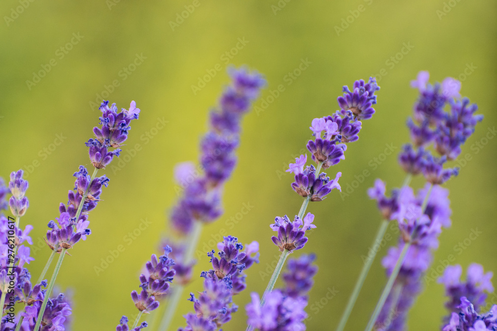 Obraz premium Lavendel