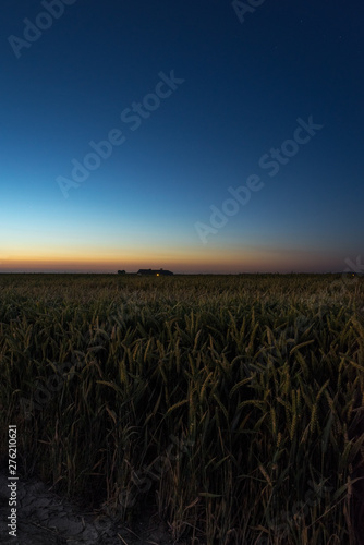 Wheatfield in the countryside of Holland after sunset