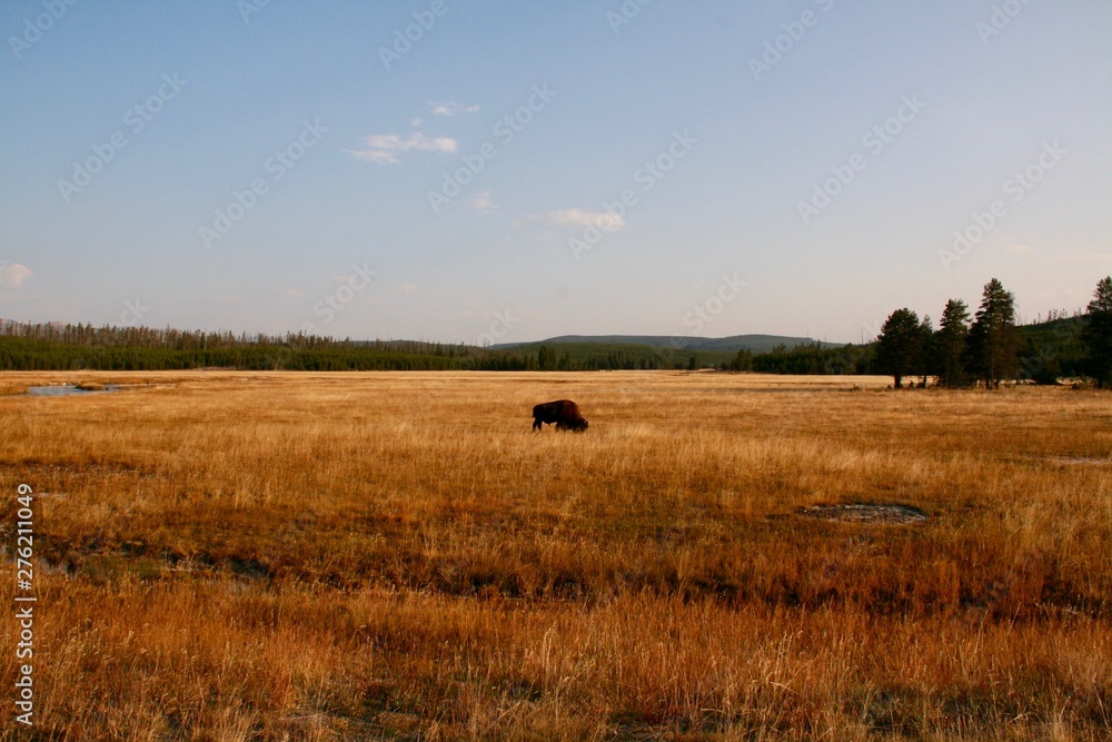 Obraz premium lonesome buffalo