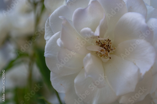 weiße Rose Schneewittchen