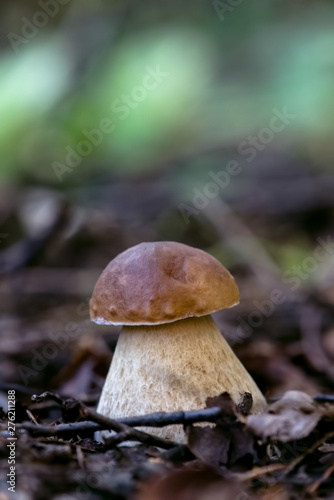Young white mushroom with a brown hat and a thick leg in the forest among the foliage