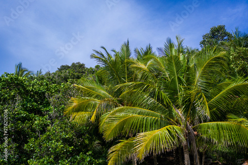 Aerial view of tropical green trees over blue summer sky background