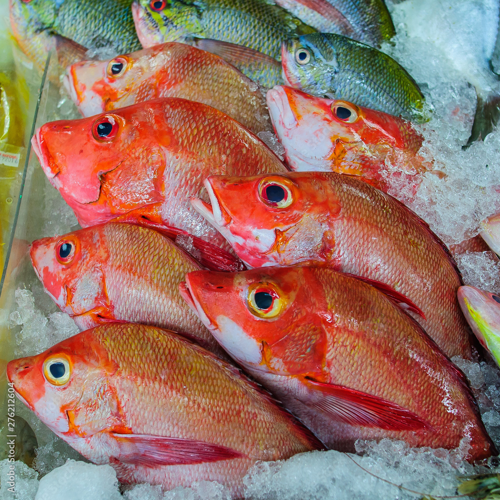 Philippine Tropical Fish Maya Maya Red Snapper Stock Photo Adobe Stock