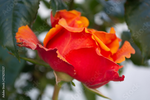 rot-orange Rose