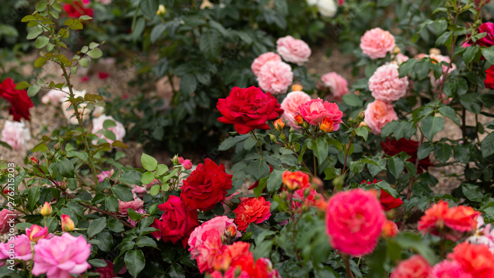 Multicolored roses at rosarium, full hd Multicolored roses at rosarium, full hd
