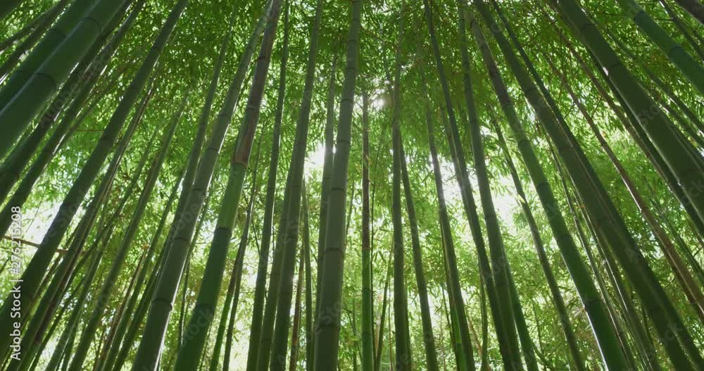 Top view of scenic bamboo forest used as renewable sustainable energy resource and different types of eco -friendly green products. Top view of scenic bamboo forest used as renewable sustainable energy resource and different types of eco -friendly green products.