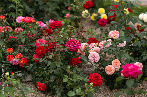Multicolored roses at rosarium