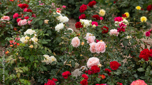 Tableau sur toile Multicolored roses at rosarium, full hd
