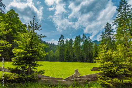 Obraz na płótnie Wiese im Bergwald