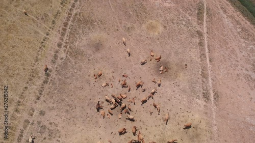 Aerial view of farm landscape near Torres del Rio, Spanish town along Way of Saint James. Cows and livestock in Navarre region, Spain seen from drone flying in sky photo