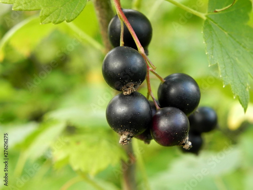 Black currant berries on a branch of a bush.