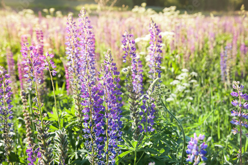 Blooming lupine flowers. A field of lupines. Violet and pink lupin in meadow. Colorful bunch of lupines summer flower background or greeting card.