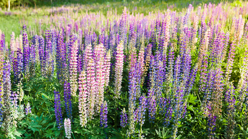 Blooming lupine flowers. A field of lupines. Violet and pink lupin in meadow. Colorful bunch of lupines summer flower background or greeting card.