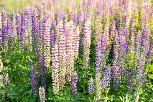 Blooming lupine flowers. A field of lupines. Violet and pink lupin in meadow. Colorful bunch of lupines summer flower background or greeting card.