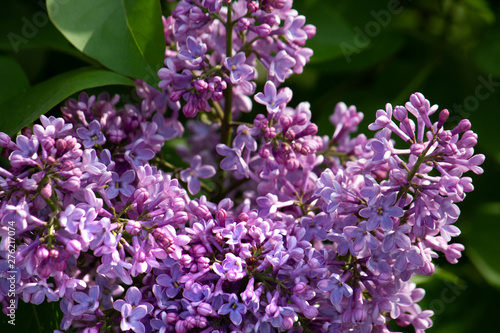 Lilac branch with green leaves close-up in the park