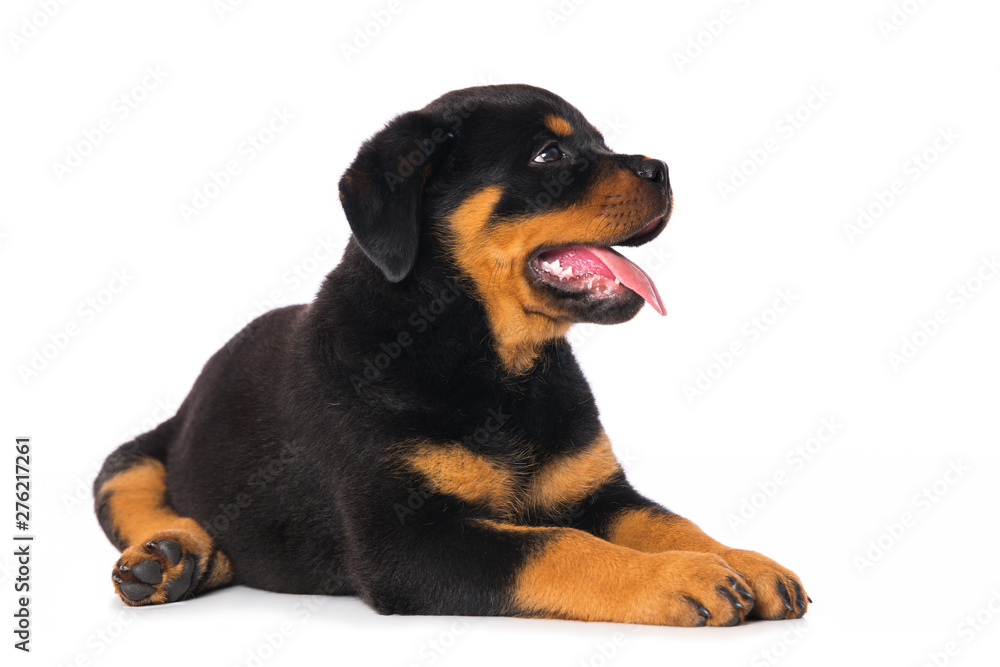 Rottweiler puppy isolated on white background Rottweiler puppy isolated on white background