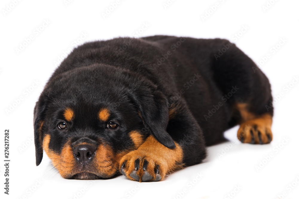 Rottweiler puppy isolated on white background Rottweiler puppy isolated on white background
