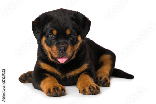 Rottweiler puppy isolated on white background