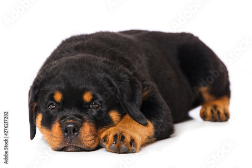 Rottweiler puppy isolated on white background © DoraZett