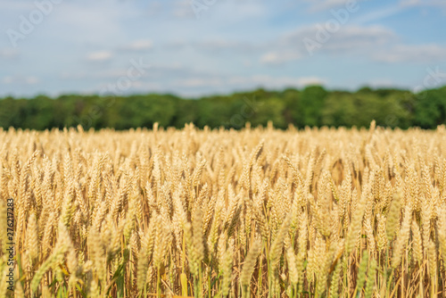 Beautiful Close-up sunny view of golden ears of wheat on Agriculture Cereal field  with background of farm atmosphere with golden light.