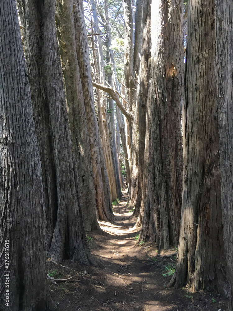 Historic Cypress tree hiking trails at Sea Ranch on the Pacific Coast of California