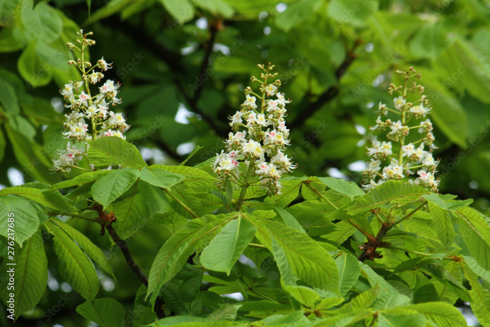 Green branches and flowers of chestnuts. Bloom. Green branches and flowers of chestnuts. Bloom.