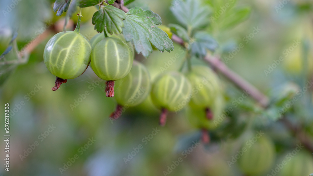 Fresh gooseberries on a branch of gooseberry bush with sunlight. Fresh gooseberries on a branch of gooseberry bush with sunlight.