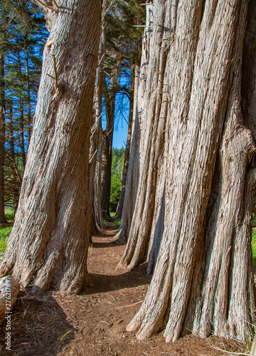 Historic Cypress tree hiking trails at Sea Ranch on the Pacific Coast of California