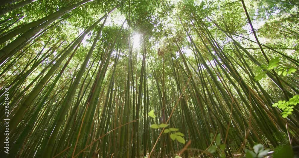 Top view of scenic bamboo forest used as renewable sustainable energy resource and different types of eco -friendly green products. Top view of scenic bamboo forest used as renewable sustainable energy resource and different types of eco -friendly green products.