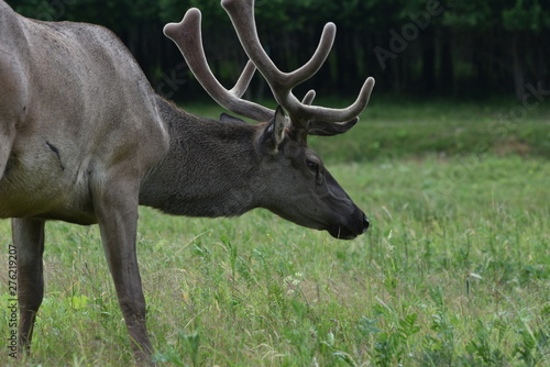 deer sniffs grass on a field