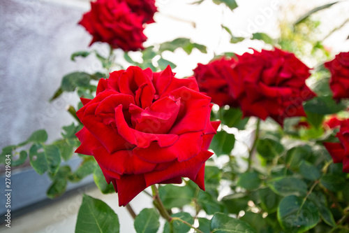 Rose Ingrid Bergman am Circus in der Rosenstadt Putbus, Rügen