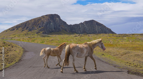 Mare and her young foal cross the empty asphalt road leading to the old volcano.