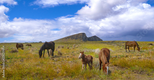 Wild horses grazing in the vast meadows near the Rano Raraku volcano in Chile. © helivideo