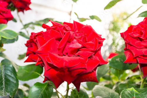 Rose Ingrid Bergman am Circus in der Rosenstadt Putbus, Rügen