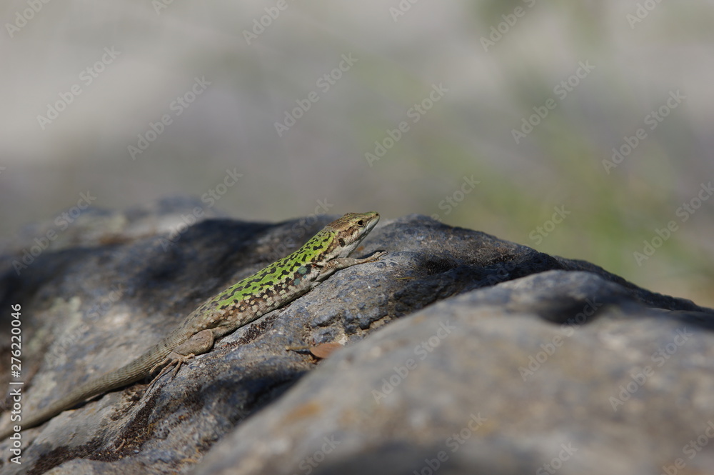 Fototapeta premium Eidechse