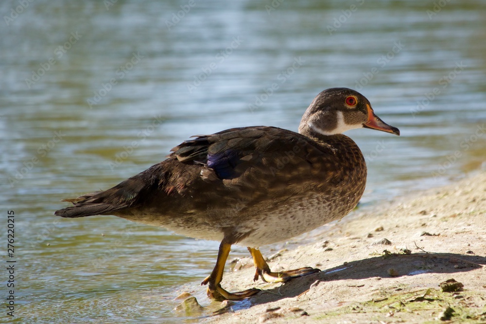 duck duck