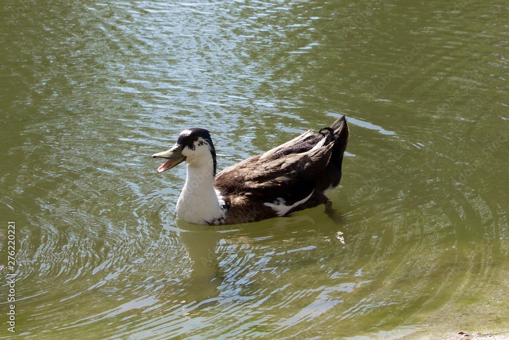 Fototapeta premium duck