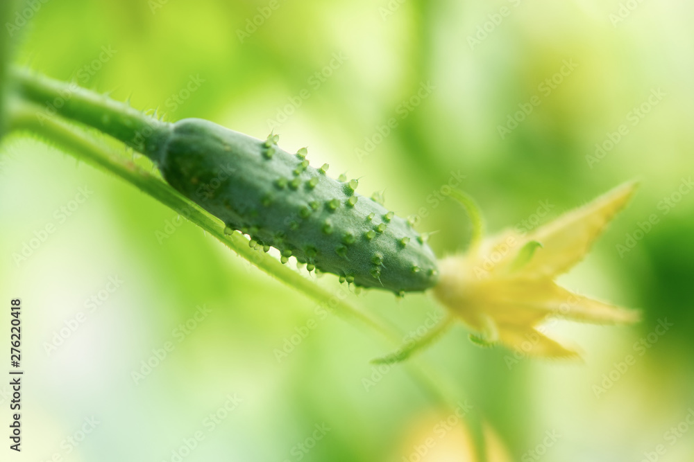 Naklejka premium Small green cucumbers in a greenhouse