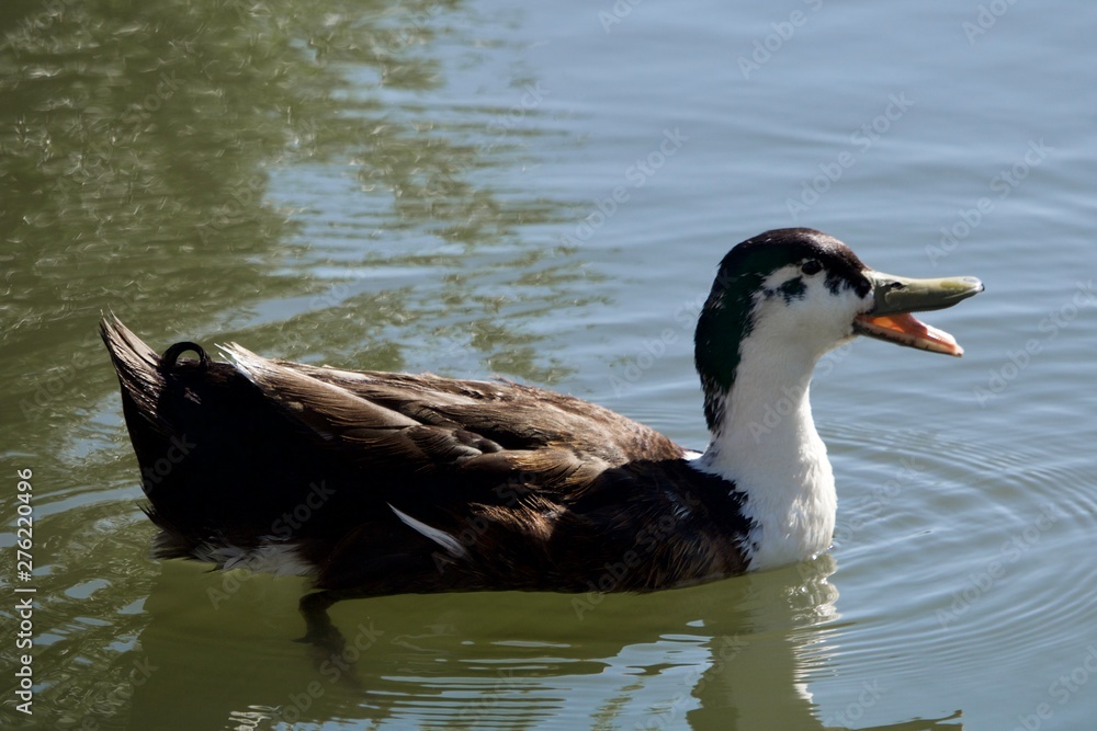 Fototapeta premium duck