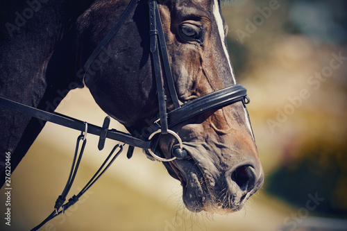 Fototapeta Naklejka Na Ścianę i Meble -  The muzzle is sports brown stallion in the bridle. Dressage horse.