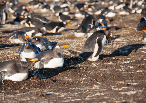 a group of gentoo penguins in the late afternoon sun on sea lion island, falkland islands with some sitting on their eggs