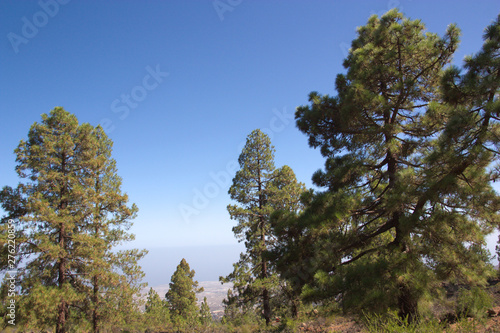 Landscape of pines with blue sky that meets with the sea in the background