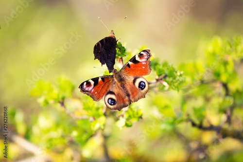 Schmetterling Tagpfauenauge im Frühsommer