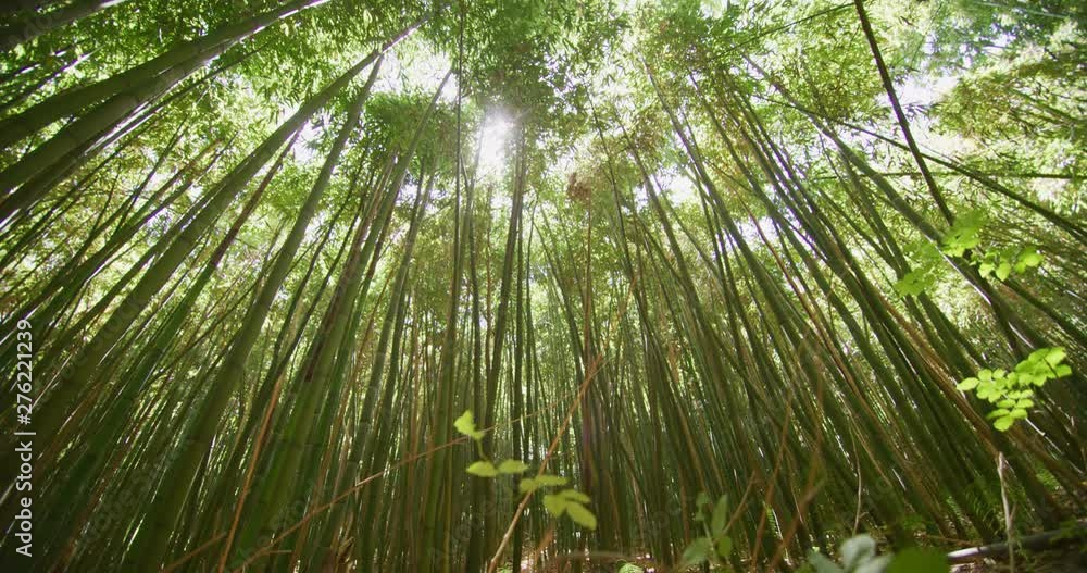 Top view of scenic bamboo forest used as renewable sustainable energy resource and different types of eco -friendly green products. Top view of scenic bamboo forest used as renewable sustainable energy resource and different types of eco -friendly green products.