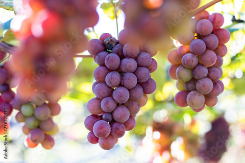 Bunches of red grapes (Rosada) from Vineyard. Grape harvest.